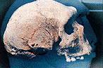 arhantr-Petral.jpg (5335 bytes)